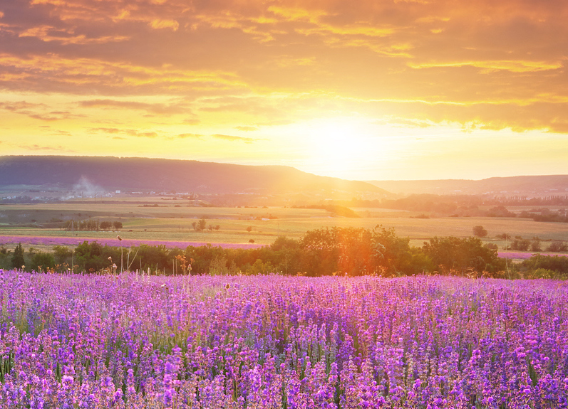 Meadow Sunset